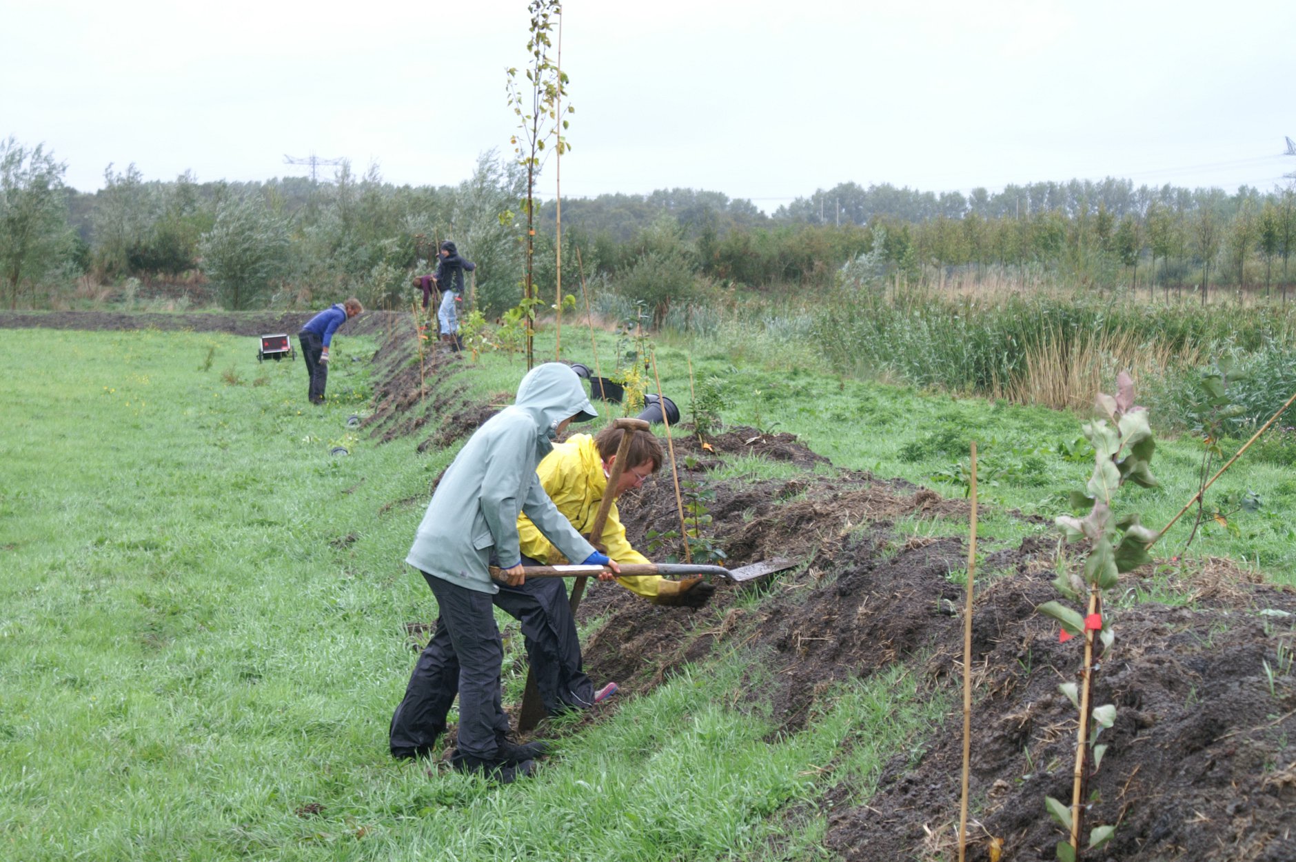 vrijwilligers planten de houtwal aan